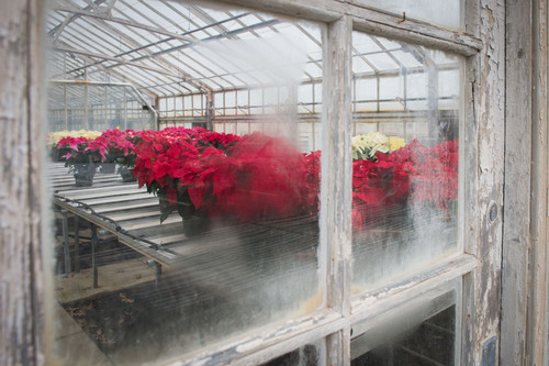 Poinsettias at the Floriculture Greenhouse