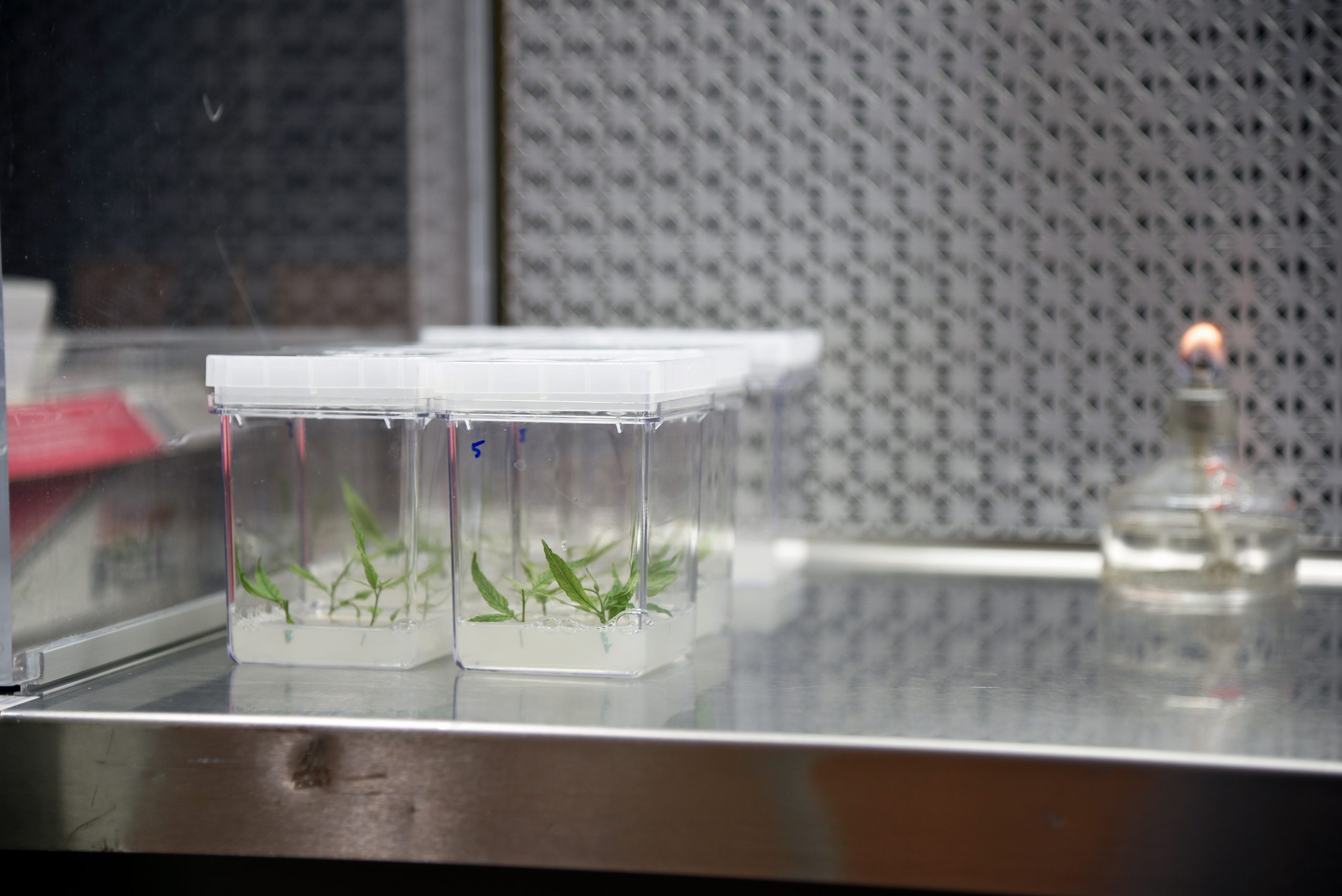 Tissue cultures from the Lubell-Brand lab