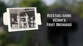 Reestablishing UConn's Fruit Orchards